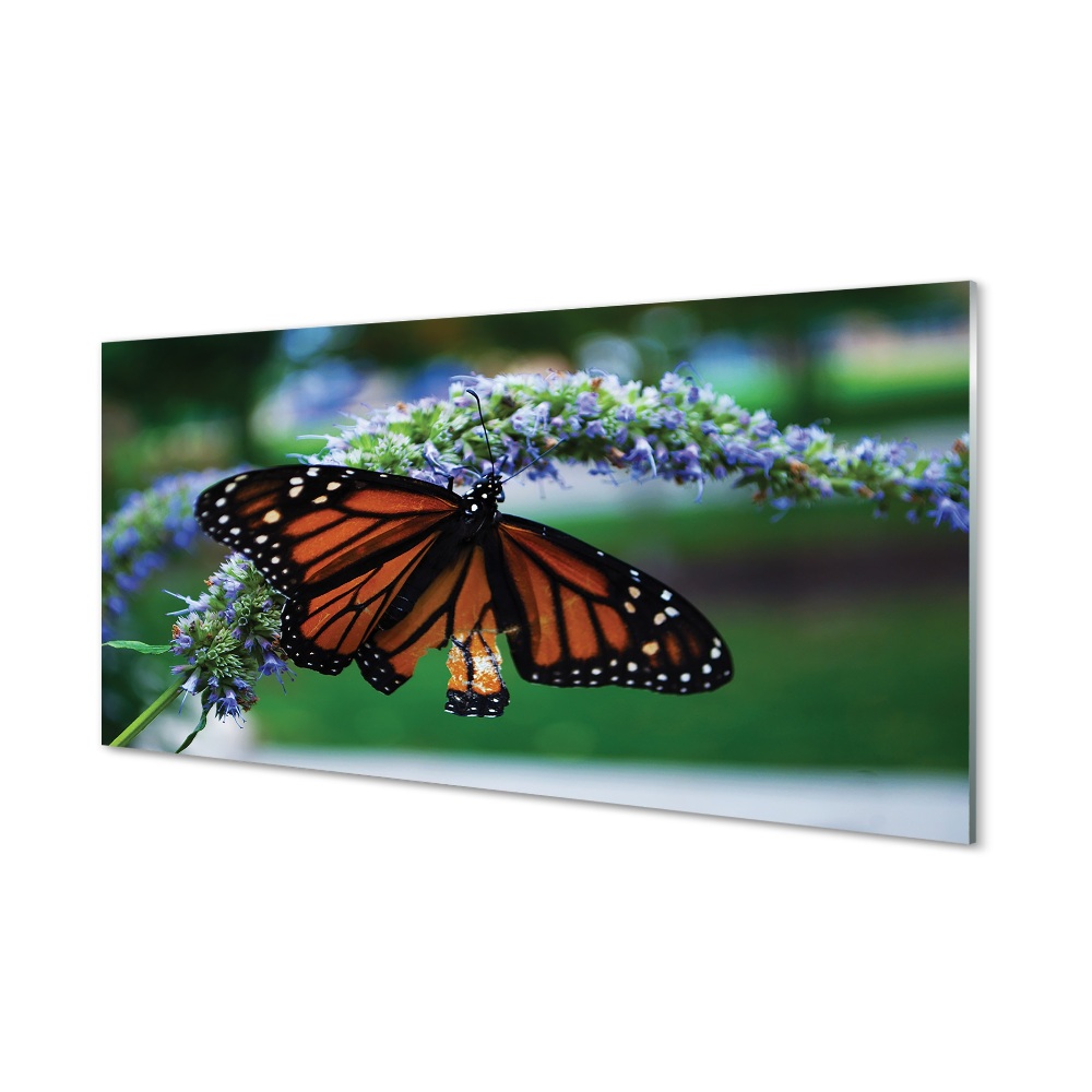 Sklenený obraz Oranžový a čierny motýľ