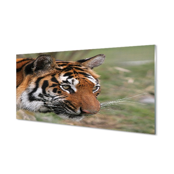 Obraz na skle Tiger na zelenej lúke