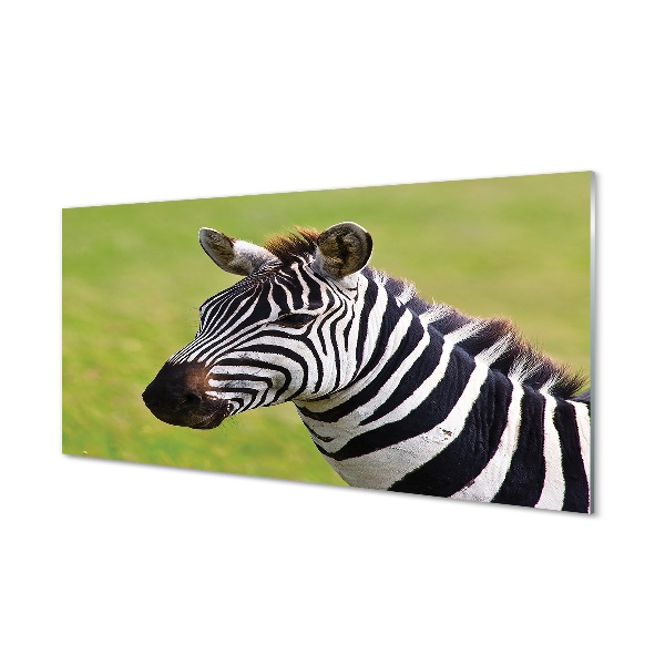 Sklenený obraz Zebra na zelenom pozadí