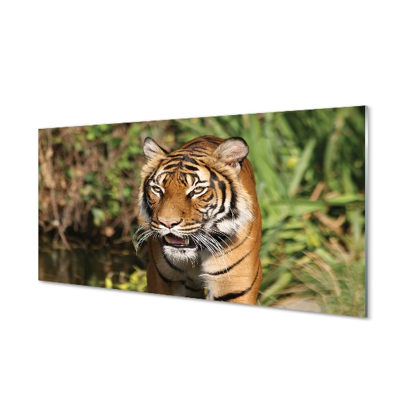 Skleneny obraz Tiger pri vode