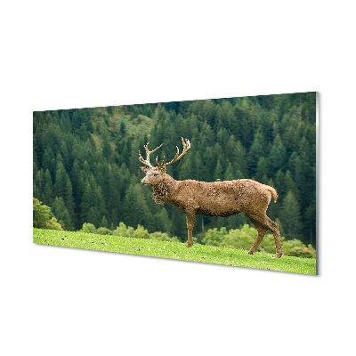 Sklenený obraz Jeleň na poli na pozadí stromov
