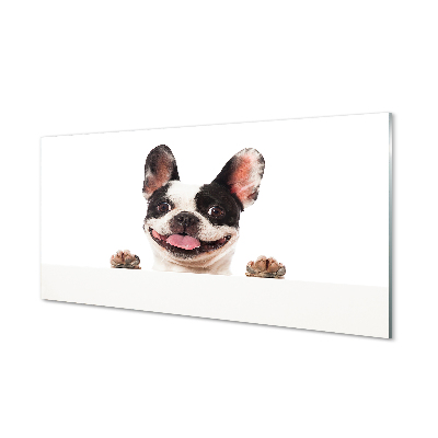 Sklenený obraz Pes francúzsky buldog