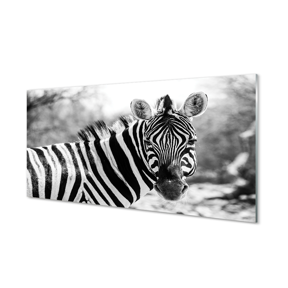 Sklenený obraz Čiernobiela zebra