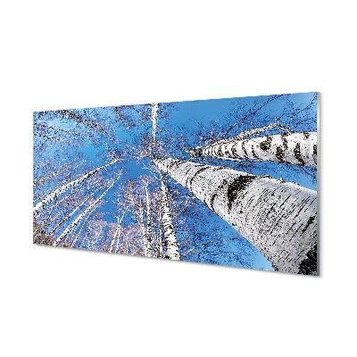 Obraz na skle Brezové stromy pohľad na oblohu