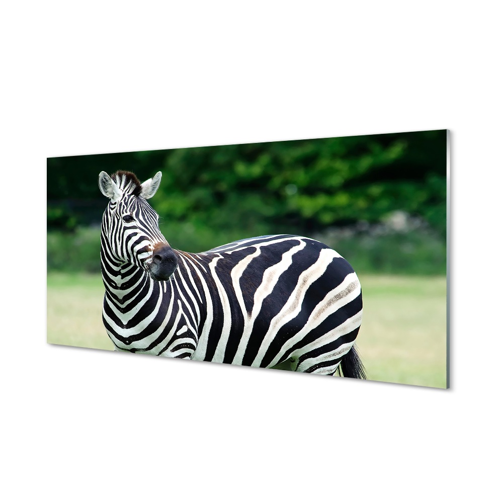Skleneny obraz Zebra na lúke