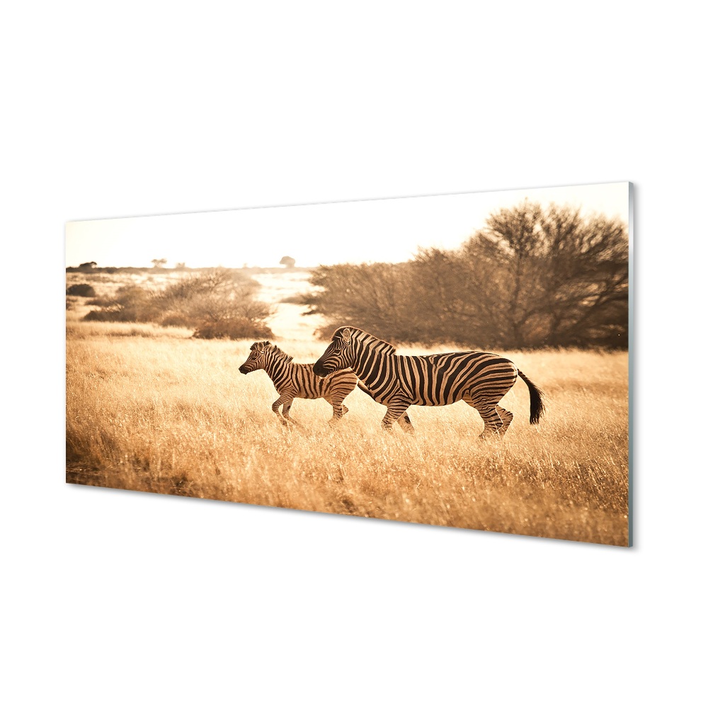Sklenený obraz Zebry na savane