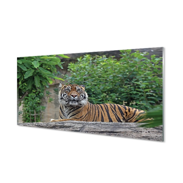 Obraz na skle Tiger v lese