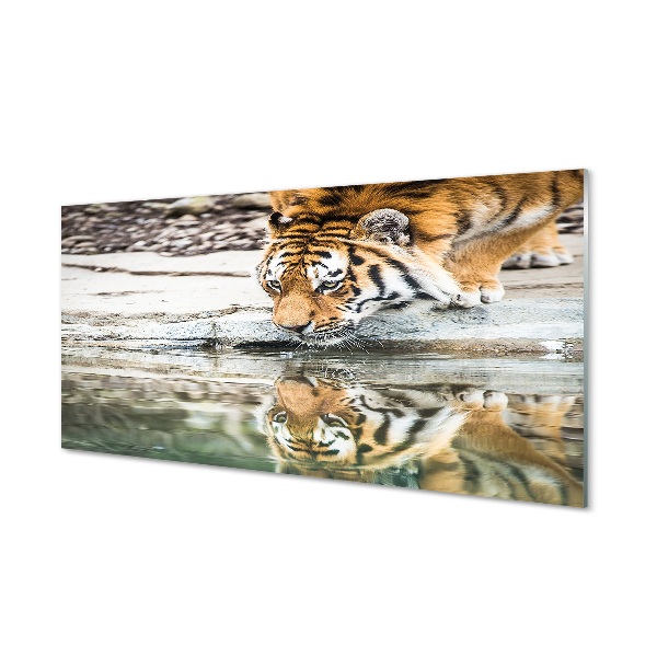 Sklenený obraz Tiger pije vodu