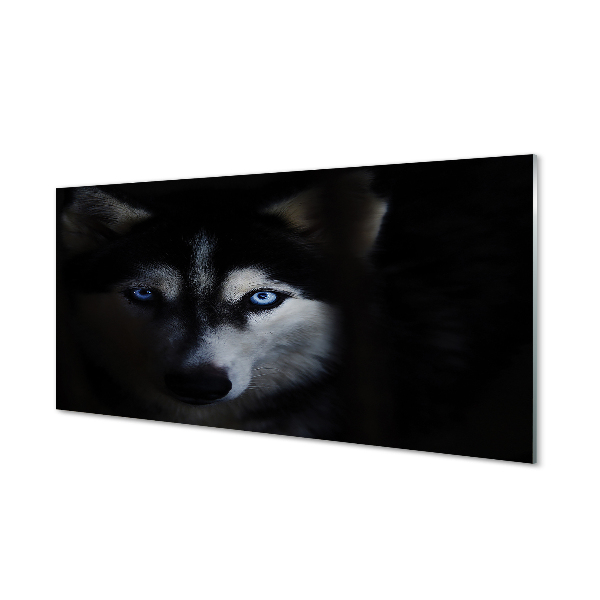 Sklenený obraz Husky pes modré oči