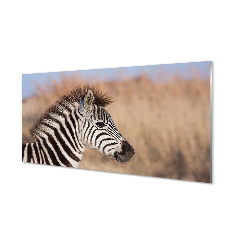 Skleneny obraz Mladá zebra