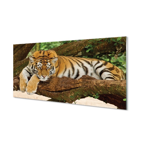 Skleneny obraz Tiger ležiaci na strome