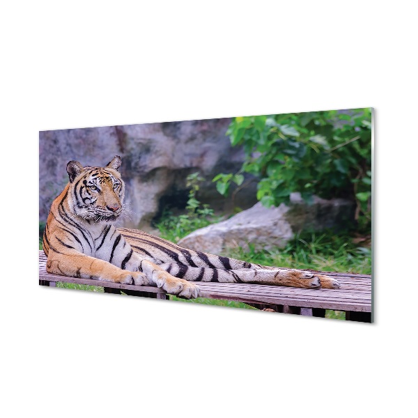 Obraz na skle Tiger pri skale v zoo