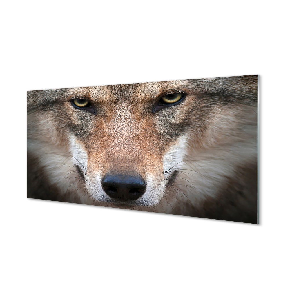 Sklenený obraz Vlčie oči