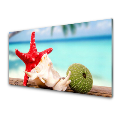 Obraz na skle Mušle Hviezdice Voda