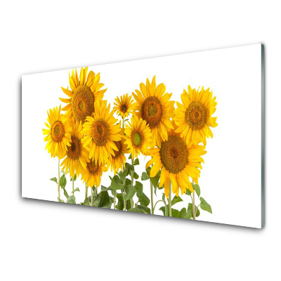Sklenený obraz Slnečnice Kvety