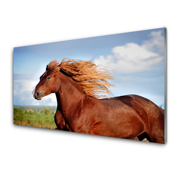 Obraz na skle Galop koní
