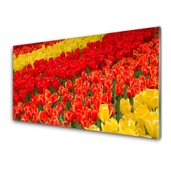 Skleneny obraz Farebné tulipány