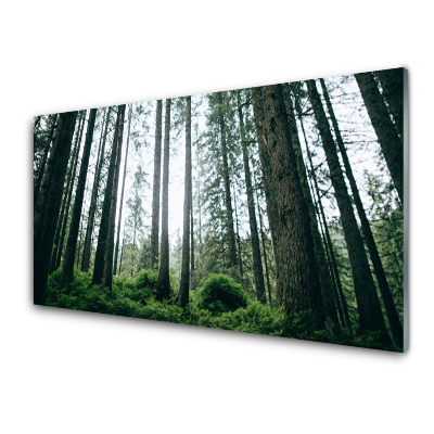 Sklenený obraz Kmene stromov v lese