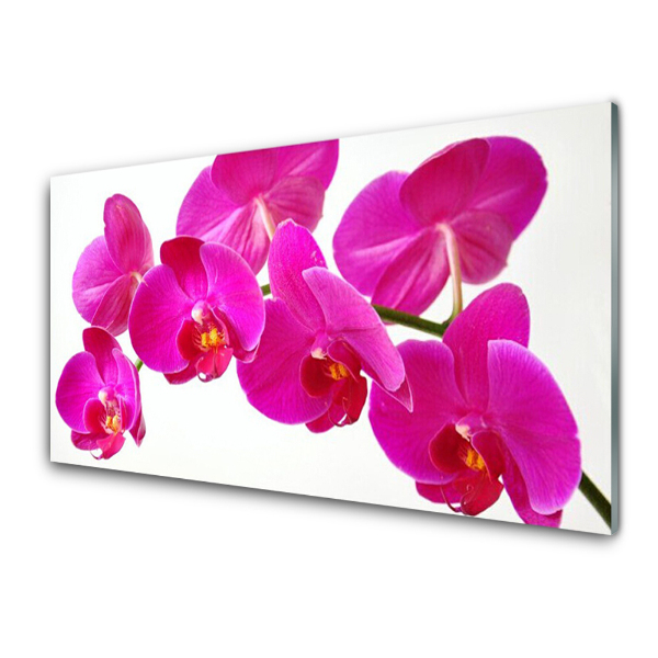 Sklenený obraz Ružové kvety orchideí