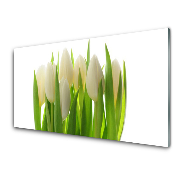 Sklenený obraz Biele tulipány Biele pozadie