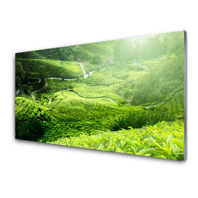 Obraz na skle Čajové polia