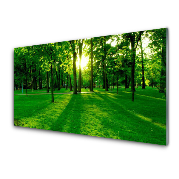 Skleneny obraz Zelený park slnko