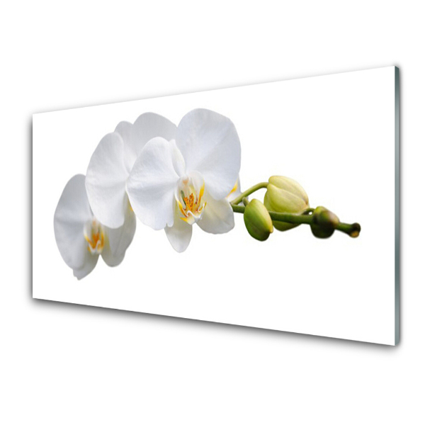 Skleneny obraz Biela orchidea Biele pozadie