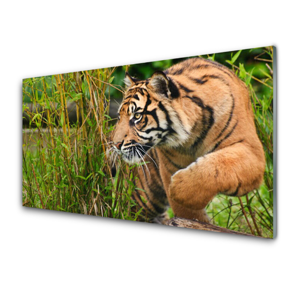 Skleneny obraz Loviaci tiger