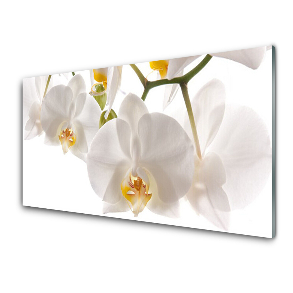 Skleneny obraz Biela orchidea