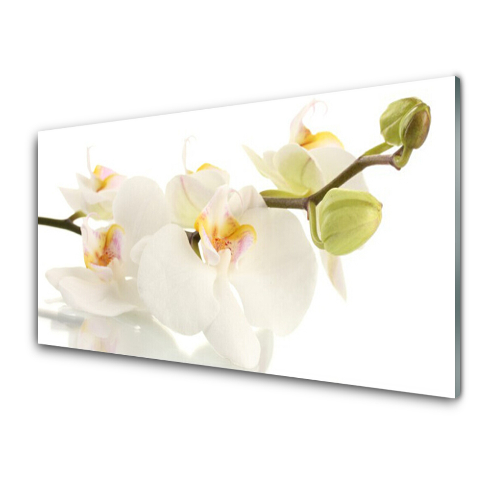 Obraz na skle Orchidey na stonke