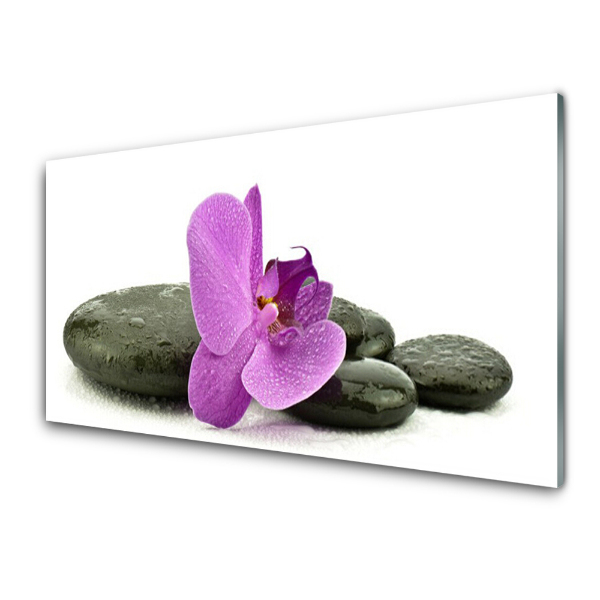 Sklenený obraz Kvet orchidey Orchidea Kamene