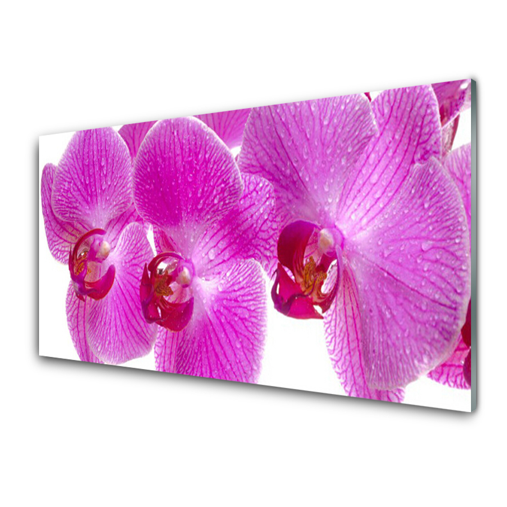 Skleneny obraz Záber zblízka na ružovú orchideu