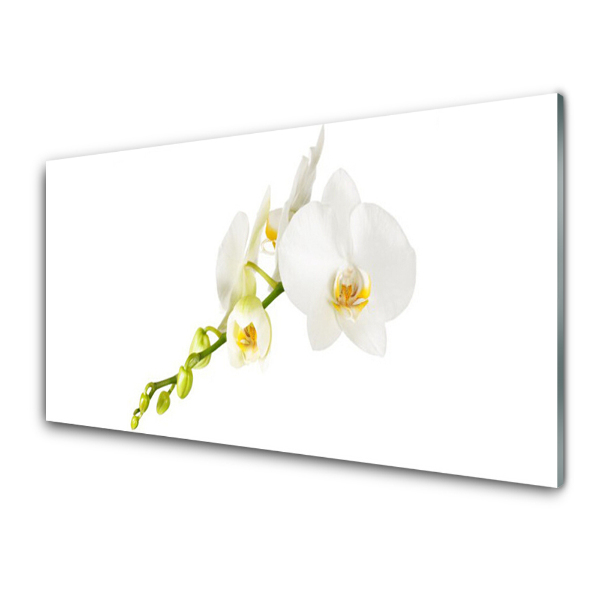 Obraz na skle Biele pozadie orchidey