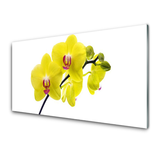 Obraz na skle Žlté orchidey biele pozadie