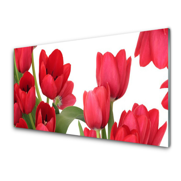 Sklenený obraz Červené tulipány zblízka