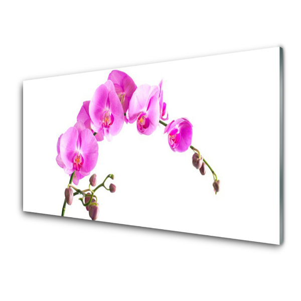 Sklenený obraz Ružová orchidea na bielom pozadí