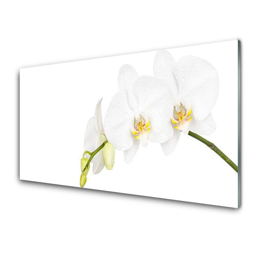 Skleneny obraz Biely kvet orchidey