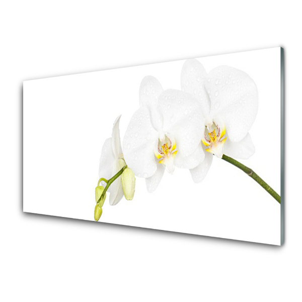 Skleneny obraz Biely kvet orchidey