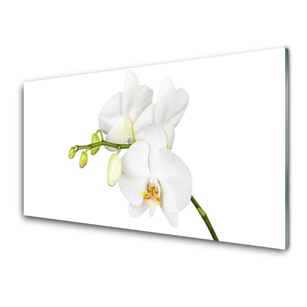 Obraz na skle Orchidea biele kvety