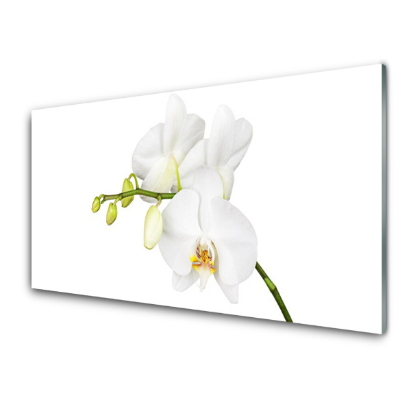 Obraz na skle Orchidea biele kvety