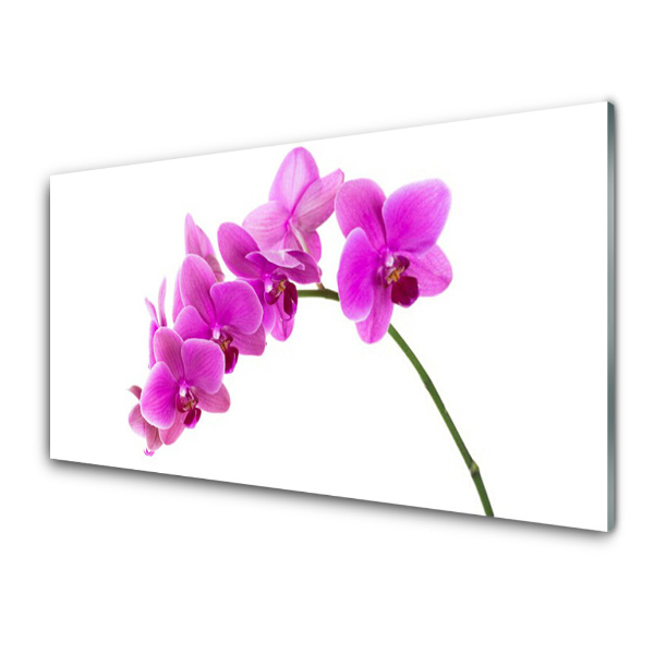 Skleneny obraz Kvet na stonke Orchidea