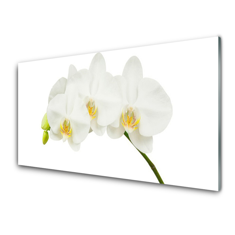 Obraz na skle Biele stonky kvetov orchideí