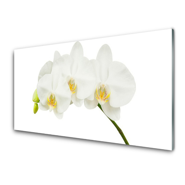 Obraz na skle Biele stonky kvetov orchideí
