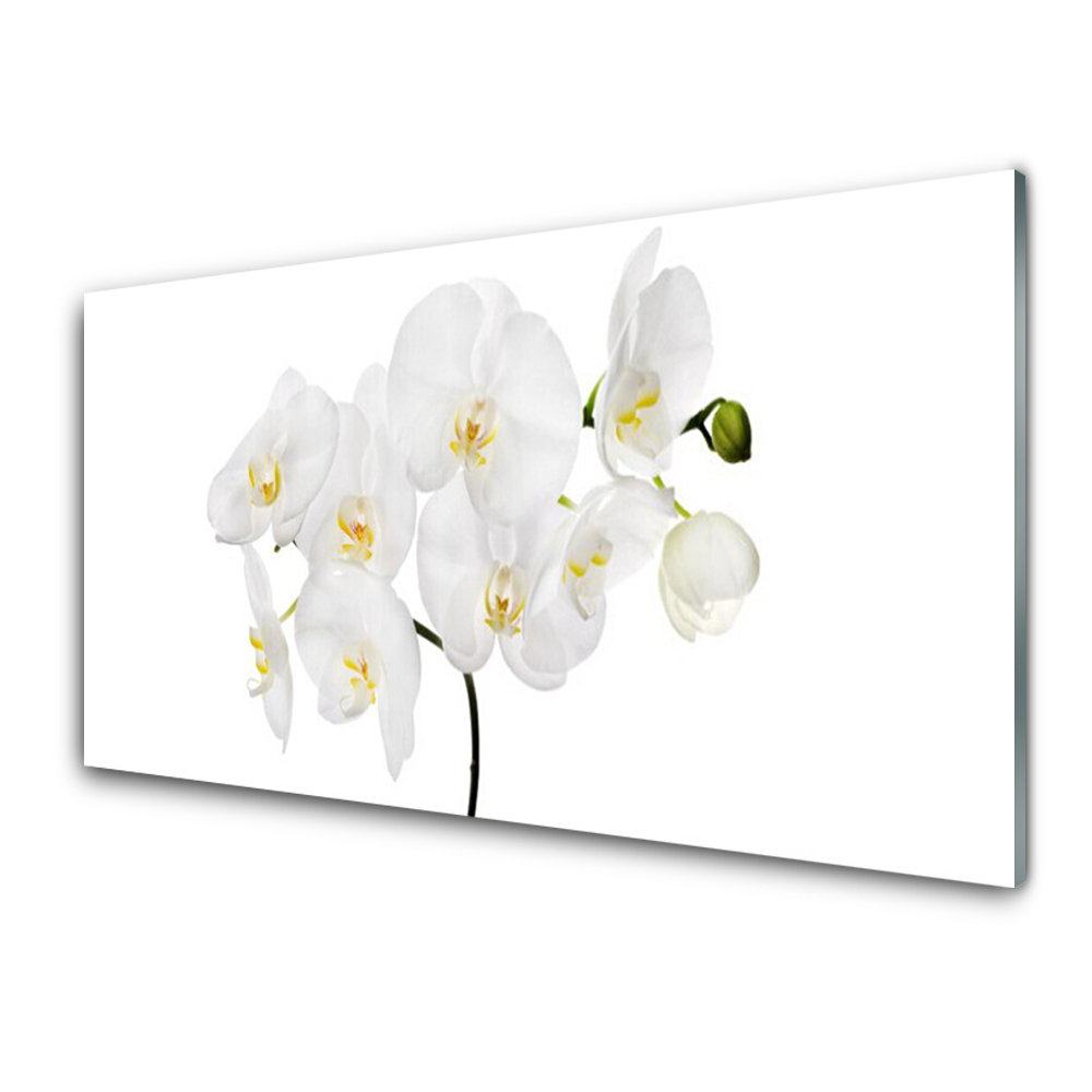 Skleneny obraz Biela orchidea