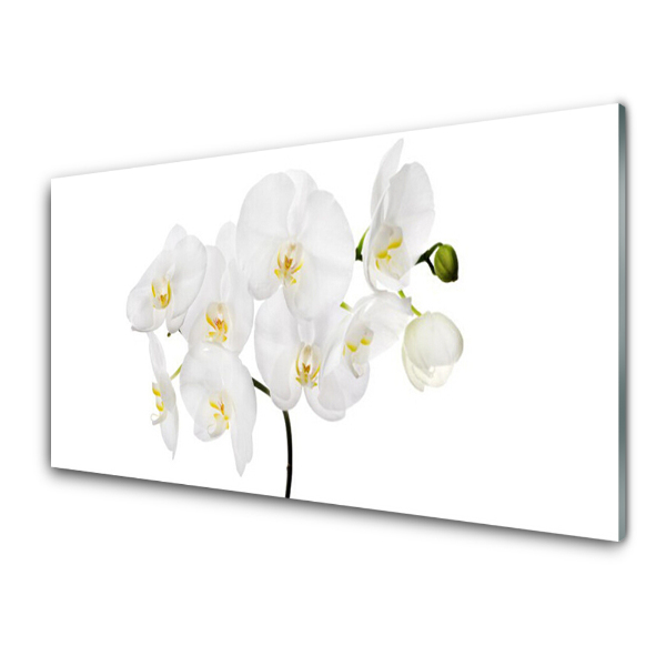 Skleneny obraz Biela orchidea