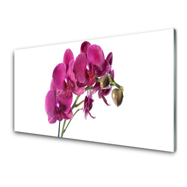 Skleneny obraz Kvety orchideí na bielom pozadí