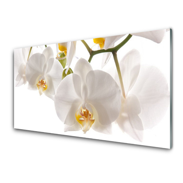 Skleneny obraz Biela orchidea Kvety Príroda