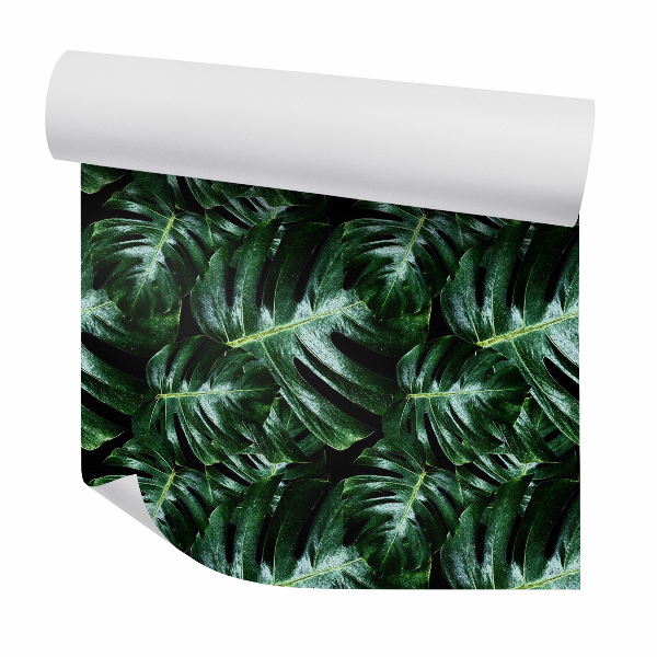 Tapeta na stenu Monstera zelená tmavá